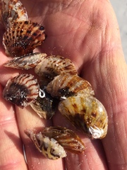 Electroma papilionacea