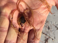 Electroma papilionacea