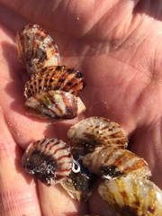 Electroma papilionacea