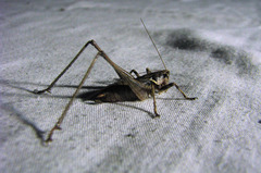 Antaxius spinibrachius