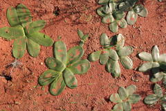Brunsvigia bosmaniae