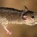 Southern Multimammate Mouse - Photo (c) _3foxes, some rights reserved (CC BY-NC), uploaded by _3foxes