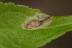 Calycomyza solidaginis