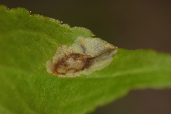 Calycomyza solidaginis