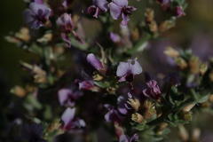 Amphithalea violacea