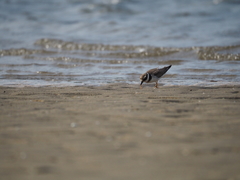 Charadrius hiaticula