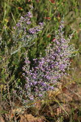 Amphithalea violacea