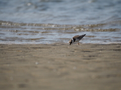 Charadrius hiaticula