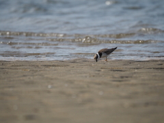 Charadrius hiaticula
