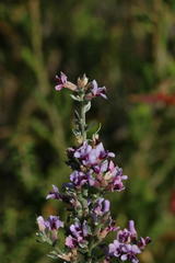 Amphithalea violacea