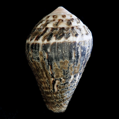 Conus chaldaeus