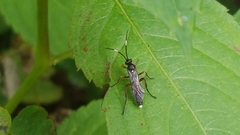 Vulgichneumon saturatorius