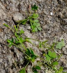 Stilpnogyne bellidioides
