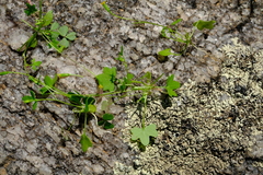 Stilpnogyne bellidioides