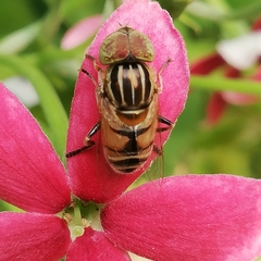 Eristalinus megacephalus