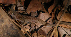 Pachydactylus punctatus