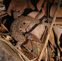 Pachydactylus punctatus
