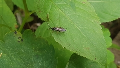 Vulgichneumon saturatorius