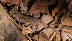 Pachydactylus punctatus