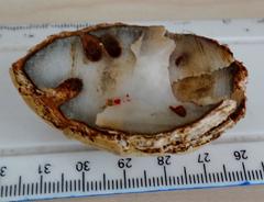 Raphia australis