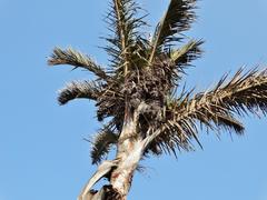 Raphia australis
