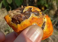 Raphia australis