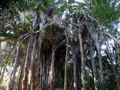 Raphia australis