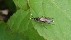 Vulgichneumon saturatorius