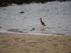 Limosa lapponica