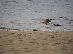 Limosa lapponica