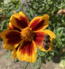 Eristalis tenax
