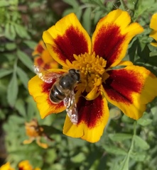 Eristalis tenax