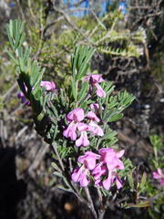 Indigofera flabellata