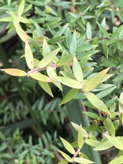 Acrotriche divaricata