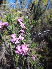 Indigofera flabellata