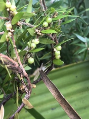 Acrotriche divaricata