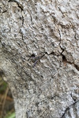 Lasioglossum peraustrale