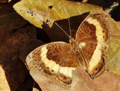 Junonia elgiva