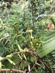 Acrotriche divaricata