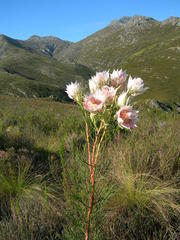 Serruria florida