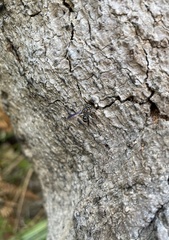 Lasioglossum peraustrale