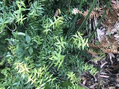 Acrotriche divaricata