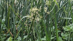 Cyperus malaccensis malaccensis