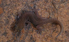 Pachydactylus punctatus