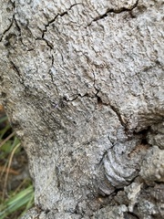 Lasioglossum peraustrale