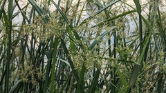 Cyperus malaccensis malaccensis