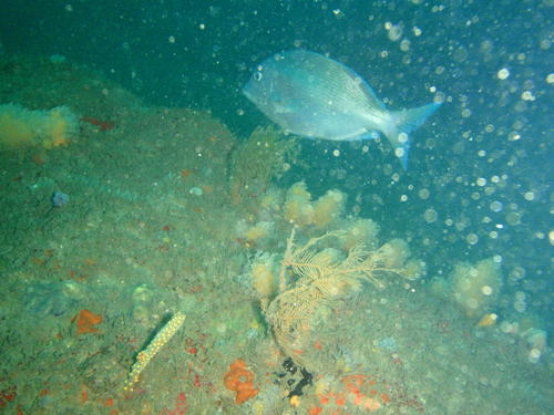Polysteganus praeorbitalis