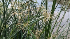 Cyperus malaccensis malaccensis