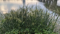 Cyperus malaccensis malaccensis