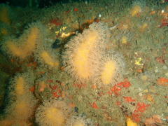 Parasphaerasclera aurea